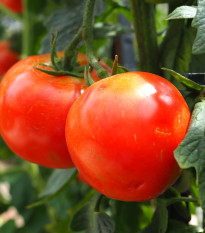 Paradajka kolíková F1 Hamlet - Solanum lycopersicum - Semená rajčiaka - 6 ks