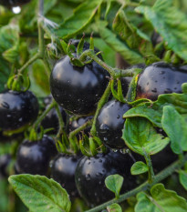 Paradajka Indigo Blue Berries - Solanum lycopersicum - Predaj semien rajčiaka - 7 ks