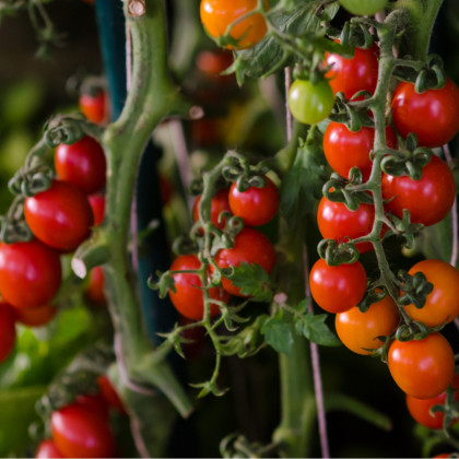 Previsnutá paradajka Tom Red - Solanum lycopersicum - Semená rajčiaka - 8 ks