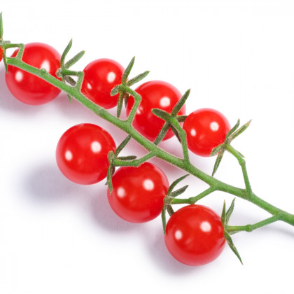 Paradajka Sweet Pea - Červená - Solanum pimpinellifolium - Osivo divokých rajčiakov - 6 ks