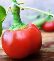 Chilli Large Red Cherry Hot - Capsicum annuum - semienka - 7 ks