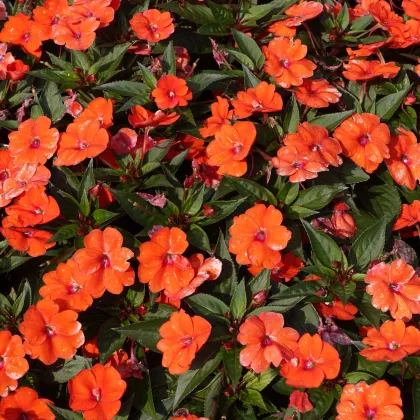 Netýkavka Accent oranžová F1 - Impatiens walleriana - predaj semien - 15 ks