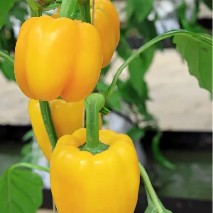 Paprika Baby Bell žltá - Capsicum annuum - semienka - 10 ks