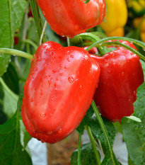 Paprika Bendigo F1 - Capsicum annuum - semienka - 5 ks