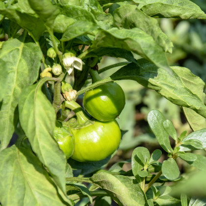 Paprika Slávka ročná F1 – Capsicum annuum – semienka – pestovanie