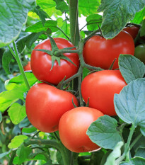 Paradajka Tornado F1 - Solanum lycopersicum - Semená rajčiaka - 20 ks