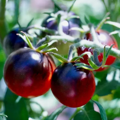 Paradajka Artisan Purple Bumble Bee - Solanum lycopersicum - Semená rajčiaka - 5 ks