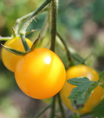 Paradajka Goldkrone - Solanum lycopersicum - Semená rajčiaka - 10 ks