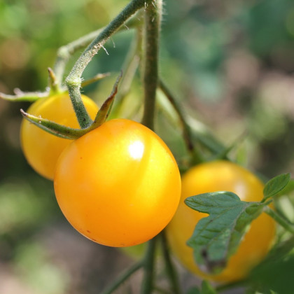 Paradajka Goldkrone - Solanum lycopersicum - Semená rajčiaka - 10 ks