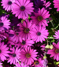 Africká sedmokráska - zmes - Osteospermum eclonis asti mix - predaj semien - 6 ks