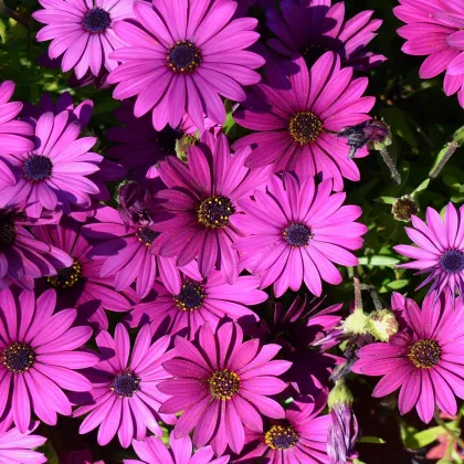 Africká sedmokráska - zmes - Osteospermum eclonis asti mix - predaj semien - 6 ks