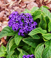 Skrutec peruánsky Marine - Heliotropium arborescens - semienka - 40 ks