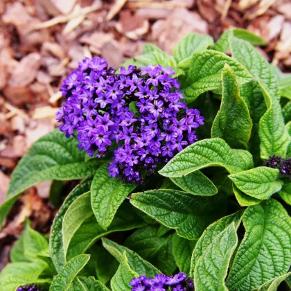 Skrutec peruánsky Marine - Heliotropium arborescens - semienka - 40 ks