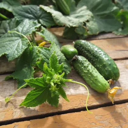 Uhorka nakladačka Harriet F1 - Cucumis sativus - semienka - 20 ks