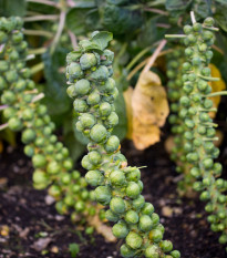 Kel ružičkový Groninger - Brassica oleracea - semienka - 50 ks