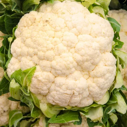 Karfiol Bora - Brassica oleracea - semienka - 140 ks