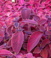 Africká pŕhľava Wizard Velvet Red - Coleus blumei - semienka - 30 ks