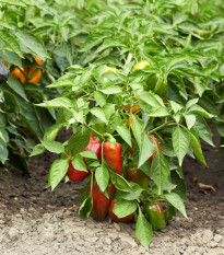 Paprika Bajka - Capsicum annuum - semienka papriky - 20 ks