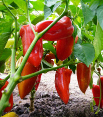 Paprika Meika - Capsicum annuum - semienka papriky - 20 ks