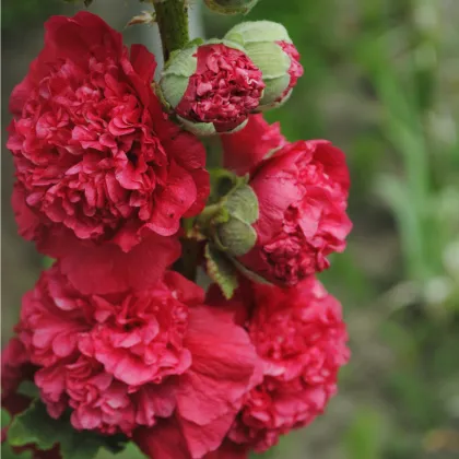 Topoľovka Chaters Scarlet - Alcea rosea - semienka topoľovky - 12 ks