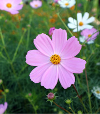 Krasuľka Sonata Pink - Cosmos bipinnatus - predaj semien - 15 ks