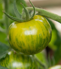 Bio Paradajka Zelená zebra - Solanum lycopersicum - predaj bio semien - 6 ks