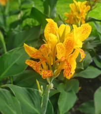 Kana Yellow Humbert - Canna - predaj cibuľovín - 1 ks