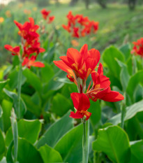 Kana Happy Carmen - Canna - predaj cibuľovín - 1 ks