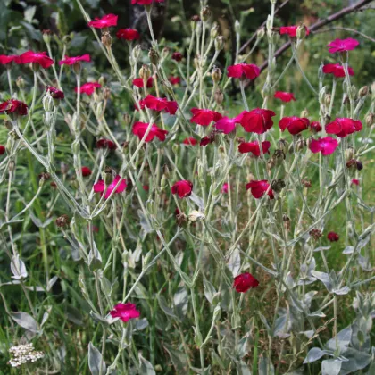 Kukučka vencová - Lychnis coronaria - semienka kukučky - 50 ks