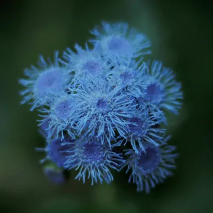 Agerát Aloha modrý - Ageratum Aloha Blue - predaj semien - 20 ks