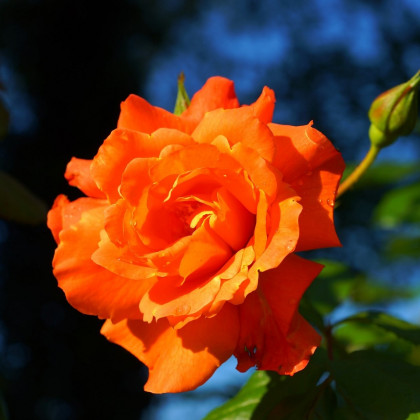 Ruža veľkokvetá kríčková oranžová - Rosa - voľnokorenné sadeničky ruží - 1 ks