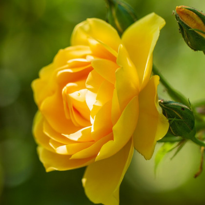 Ruža veľkokvetá kríčková žltá - Rosa - voľnokorenné sadeničky ruží - 1 ks