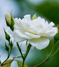 Ruža veľkokvetá popínavá biela - Rosa - voľnokorenné sadeničky ruží - 1 ks