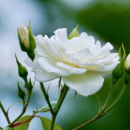 Ruža veľkokvetá popínavá biela - Rosa - voľnokorenné sadeničky ruží - 1 ks