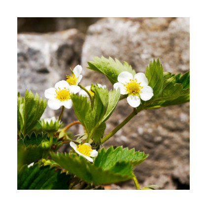 Jahoda Pineberry - Fragaria ananassa - voľnokorenné sadeničky jahôd - 2 ks