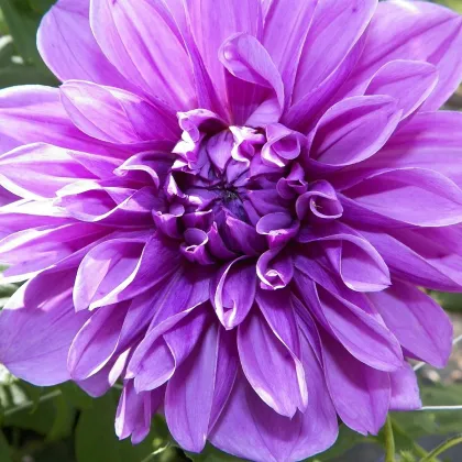 Georgína Lilac Time - Dahlia - predaj cibuľovín - 1 ks