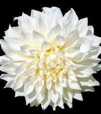 Georgína White Perfection - Dahlia - predaj cibulí georgín - 1 ks