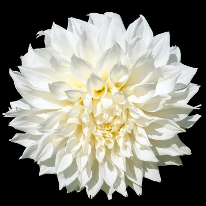 Georgína White Perfection - Dahlia - predaj cibulí georgín - 1 ks