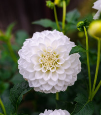 Georgína White Aster - Dahlia - predaj cibuľovín - 1 ks