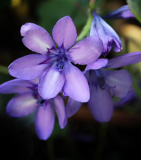 Babiana Kew Hybrids - Babiana stricta - sadeničky babiany - 3 ks