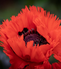 Mak východný Turkenlouis - Papaver orientale - sadeničky maku - 1 ks