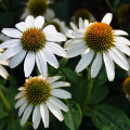 Echinacea White Swan - Echinacea purpurea - voľnokorenné sadeničky echinacey- 1 ks