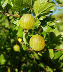 Egreš biely - Ribes uva-crispa - voľnokorenné sadeničky egrešov - 1 ks