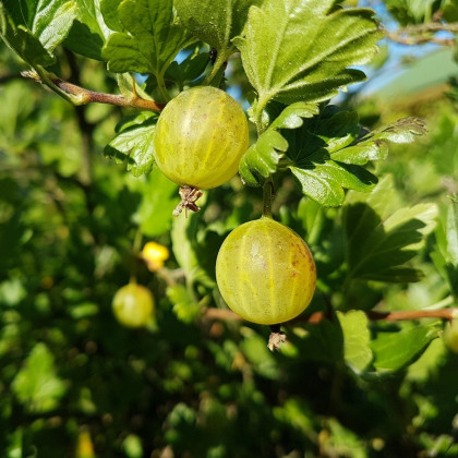Egreš biely - Ribes uva-crispa - voľnokorenné sadeničky egrešov - 1 ks