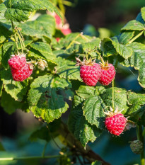 Malina - Rubus idaeus - voľnokorenné sadeničky malín - 2 ks