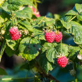 Malina - Rubus idaeus - voľnokorenné sadeničky malín - 2 ks