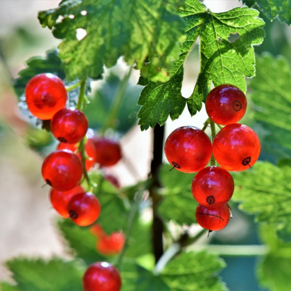 Ríbezľa červená - Ribes sylvestre - voľnokorenné sadeničky ríbezlí - 1 ks