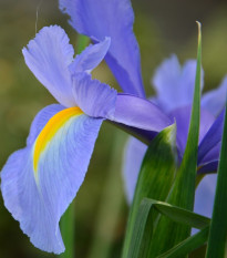 Kosatec Sapphire Beauty - Iris hollandica - predaj cibuľovín - 3 ks