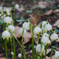 Bleduľa letná - Leucojum aestivum - predaj cibuľovín - 2 ks