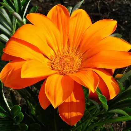 Gazánia Kiss Orange F1 - Gazania rigens - predaj semien - 12 ks